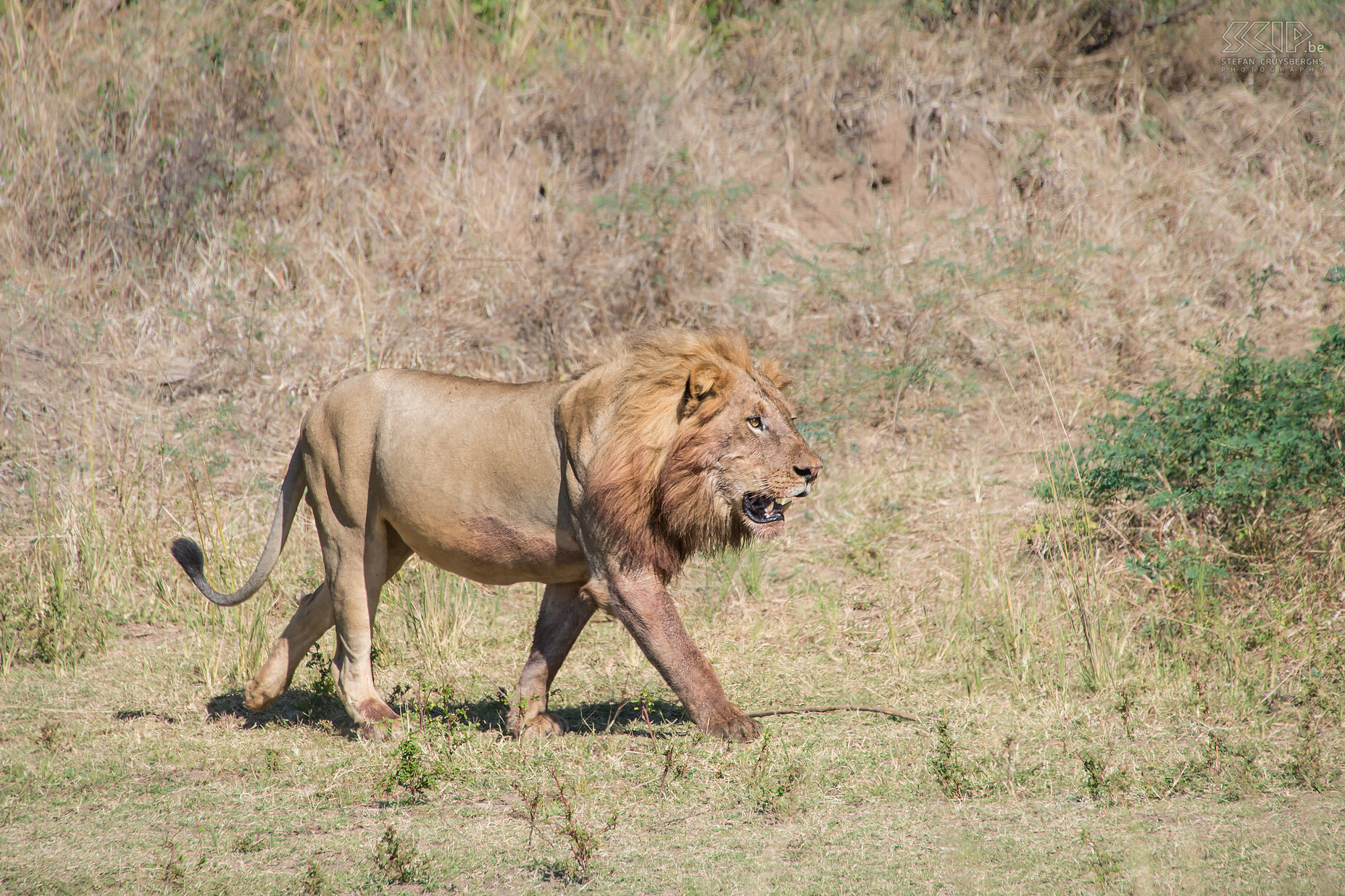 South Luangwa - Leeuw  Stefan Cruysberghs